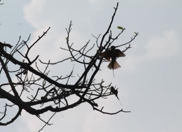 Kanha The Golden Nilgiri Jungle Resort 18