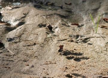 Kanha The Golden Nilgiri Jungle Resort 1