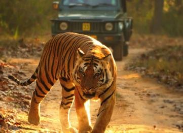 Kanha National Park